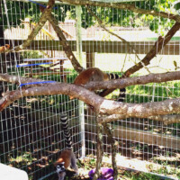 Lemur lemur enclosures