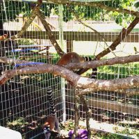 Lemur lemur enclosures